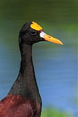 Northern Jacana